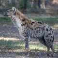 Hyène tachetée, Crocuta crocuta