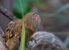 ouistiti pygmée (Cebuella pygmaea - Callithrix pygmaea),  ouistiti mignon, ouistiti nain