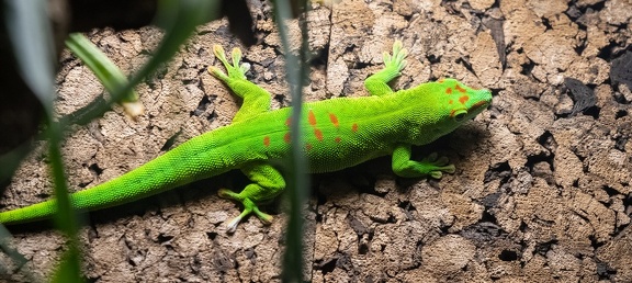  Gecko géant de Madagascar Phelsuma madagascariensis grandi