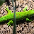  Gecko géant de Madagascar Phelsuma madagascariensis grandi