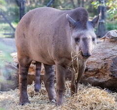 tapir terrestre - tapir du brésil  (Tapirus terrestris)