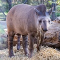 tapir terrestre - tapir du brésil  (Tapirus terrestris)