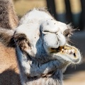 dromadaire (Camelus dromedarius), ou chameau d'Arabie