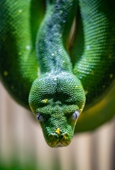 Python vert (Morelia viridis)  - Python arboricole vert australien, Python arboricole vert - Serpent Émeraude