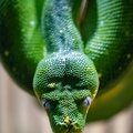 Python vert (Morelia viridis)  - Python arboricole vert australien, Python arboricole vert - Serpent Émeraude