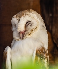 Effraie des clochers Tyto alba - Western Barn Owl