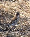 Mahali à sourcils blancs Plocepasser mahali - White-browed Sparrow-Weaver