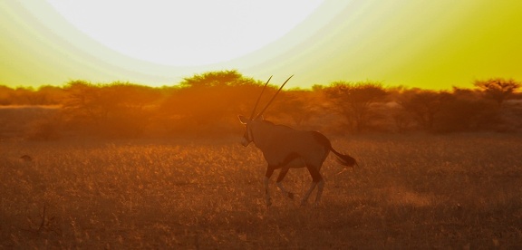 kalahari : coucher de soleil avec un oryx gazelle