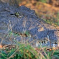 Zambie : crocodile du nil
