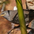 Cratérope de brousse Argya striata - Jungle Babbler