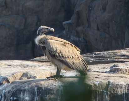 Panna : Vautour indien Gyps indicus - Indian Vulture