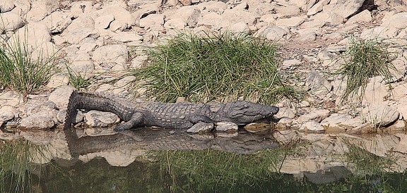 Panna : Crocodylus palustris, le Crocodile des marais
