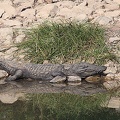 Panna : Crocodylus palustris, le Crocodile des marais