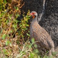 Francolin à poitrine grise Pternistis rufopictus - Grey-breasted Spurfowl