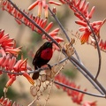 Souimanga à poitrine rouge Chalcomitra senegalensis - Scarlet-chested Sunbird