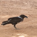 Corbeau pie Corvus albus - Pied Crow