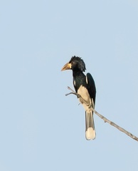 Calao siffleur Bycanistes fistulator - Piping Hornbill