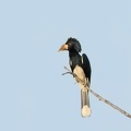 Calao siffleur Bycanistes fistulator - Piping Hornbill