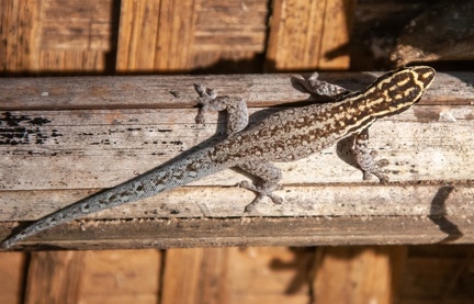 gecko : Lygodactylus keniensis
