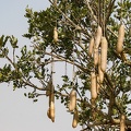 arbre saucisse