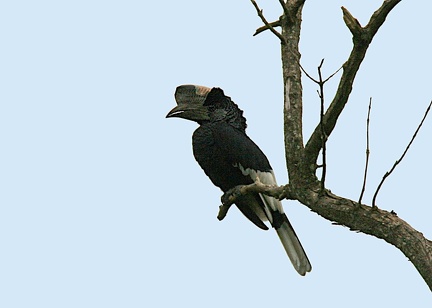 Calao à joues grises Bycanistes subcylindricus - Black-and-white-casqued Hornbill