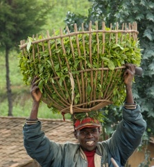 rwanda : porteur de thé