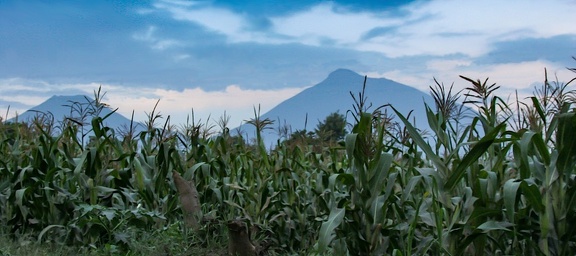  rwanda : les montagnes des gorilles