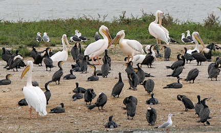 Pélican blanc Pelecanus onocrotalus - Great White Pelican, Cormoran à poitrine blanche Phalacrocorax lucidus - White-breasted Cormorant
