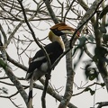 Calao bicorne Buceros bicornis - Great Hornbill (mâle)