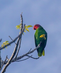 Perruche de Geoffroy Geoffroyus geoffroyi - Red-cheeked Parrot (mâle)