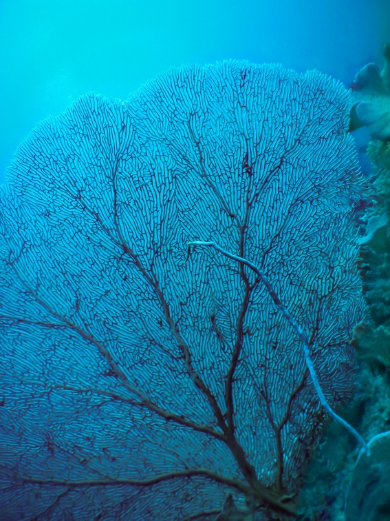 coraux gorgone
