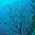 coraux gorgone