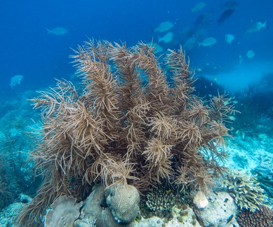 coraux mous