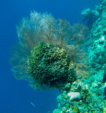 ile de Menjangan : coraux gorgone