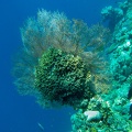 ile de Menjangan : coraux gorgone