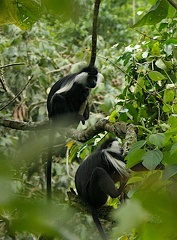  colobe Ruwenzori ( Colobus angolensis ruwenzori ) colobe noir et blanc Ruwenzori