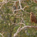 Buse roussâtre Buteogallus meridionalis - Savanna Hawk
