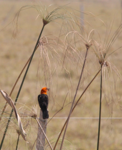 Troupiale à tête rouge Carouge à tête rouge Amblyramphus holosericeus - Scarlet-headed Blackbird
