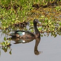 Canard musqué Cairina moschata - Muscovy Duck (femelle)