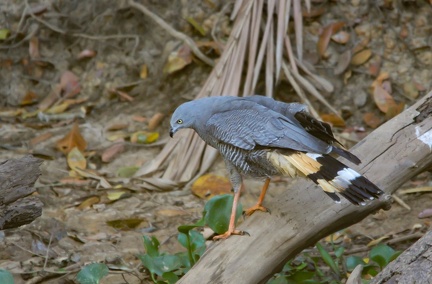 Buse échasse Geranospiza caerulescens - Crane Hawk