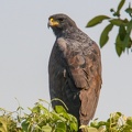 Buse urubu Buteogallus urubitinga - Great Black Hawk