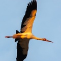 Cigogne maguari Ciconia maguari - Maguari Stork