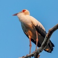 Cigogne maguari Ciconia maguari - Maguari Stork