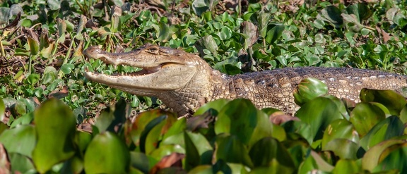 caiman à lunettes (caiman crocodilus)
