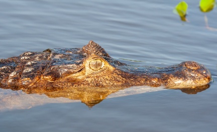 caiman à lunettes (caiman crocodilus)