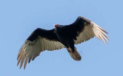 Urubu à tête rouge Cathartes aura - Turkey Vulture 