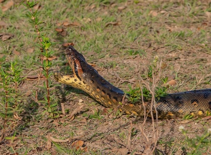 anaconda femelle