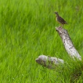 Sturnelle des prés Sturnella magna - Eastern Meadowlark