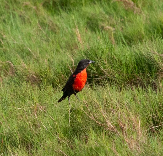 Sturnelle militaire Leistes militaris - Red-breasted Blackbird