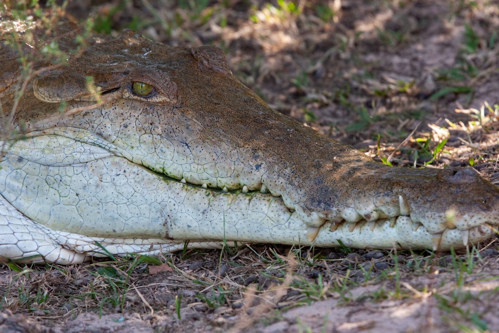 Crocodile de l’Orénoque